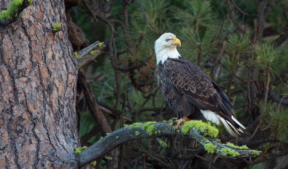 Bald Eagle, Tieton River, eastern Washington