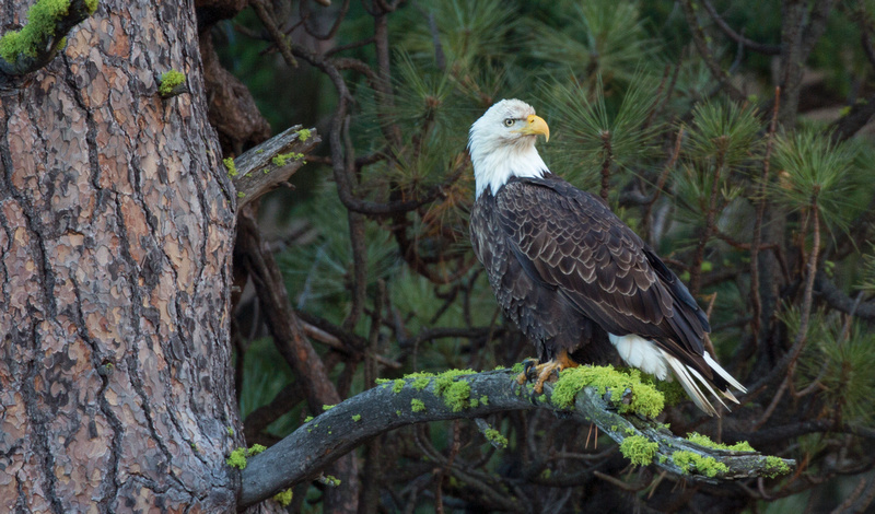 Tom Kogut Photography | Pacific Northwest: Birds: Eagles, Hawks And ...