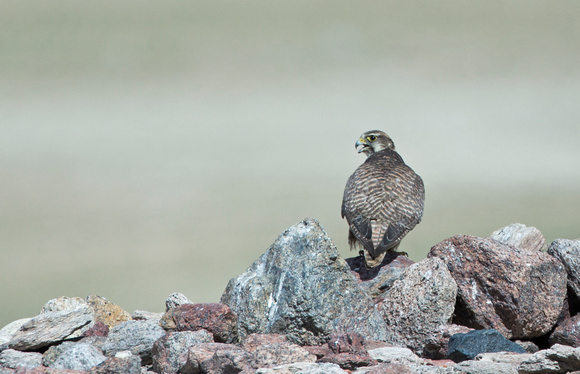 Saker Falcon, Tso Kar, Ladakh, India