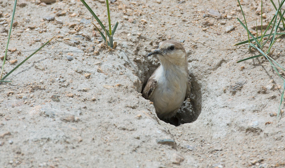 Groundpecker at nest hole, Tso Kar, Ladakh, India