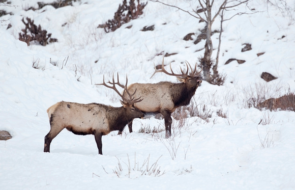 Elk bulls, eastern Washington