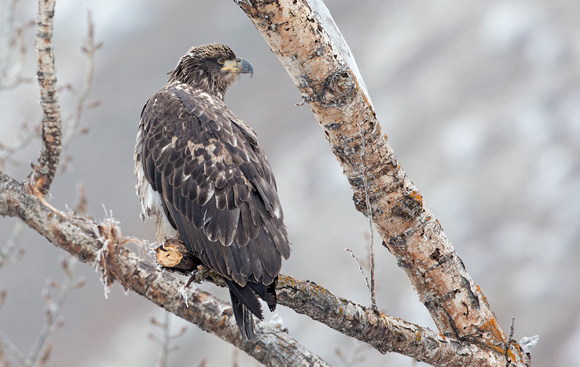 Bald Eagle immature, eastern Washington