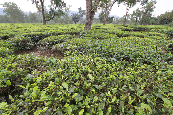 Tea plantation, Assam, India