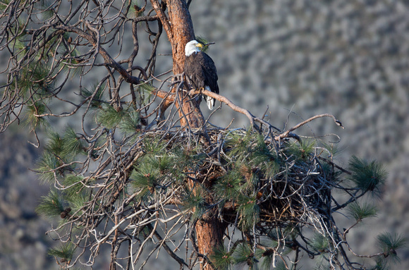 Bald Eagle at nest, eastern Washington