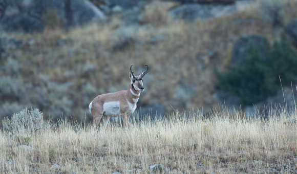 Pronghorn male, Yellowstone National Park, Wyoming