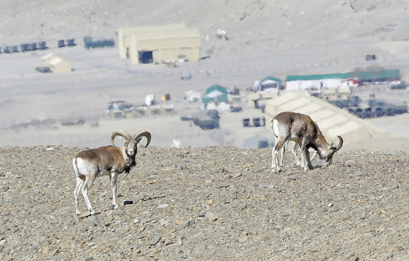 Ladakh urial rams (Ovis orientalis vignei), Ladakh, India