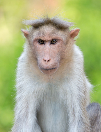 Bonnet macaque, Kerala, India