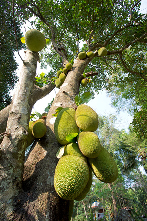 Jackfruit tree (Artocarpus heterophyllus), Kerala, India