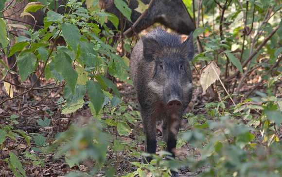 Wild boar, Kanha National Park, Madhya Pradesh, India