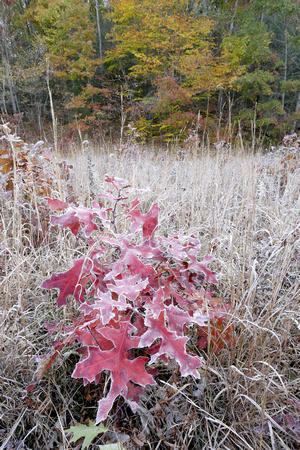 Northern red oak in frosty meadow, Shepaug River, Connecticut