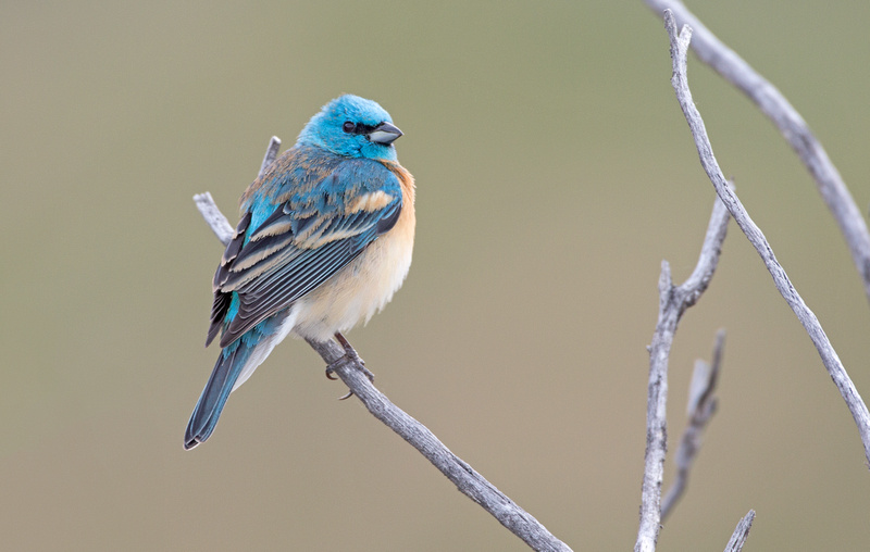 Tom Kogut Photography | Pacific Northwest: Birds | Lazuli Bunting Male ...