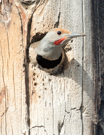 Northern Flicker at nest hole, eastern Washington