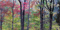 Autumn forest, Mohawk State Forest, Connecticut