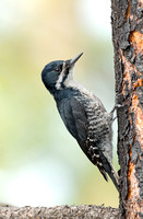 Black-backed Woodpecker female, eastern Washington