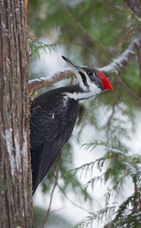 Pileated Woodpecker, western Washington