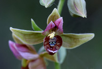 Stream Orchid (Epipactis gigantea) closeup, eastern Washington