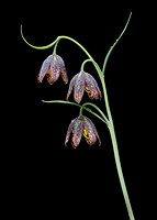 Mission Bells (Fritillaria affinis), Gifford Pinchot National Forest, Washington