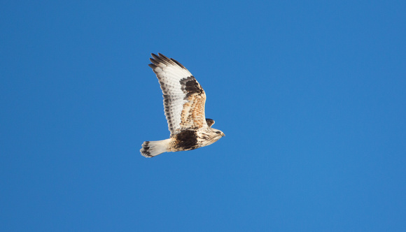 Rough-legged Hawk in flight, Okanogan valley, Washington