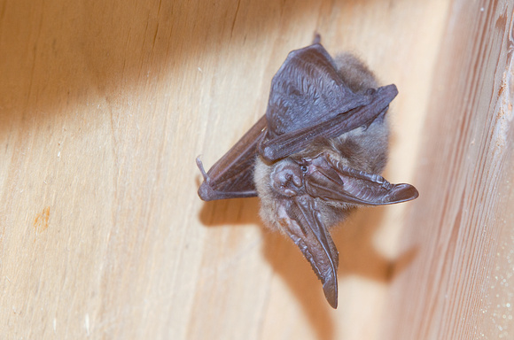 Townsend's big-eared bat (Corynorhinus townsendii), Packwood, Washington
