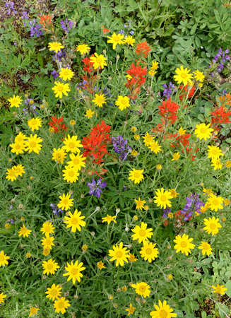 Wildflower medley, Mt. Rainier National Park, Washington
