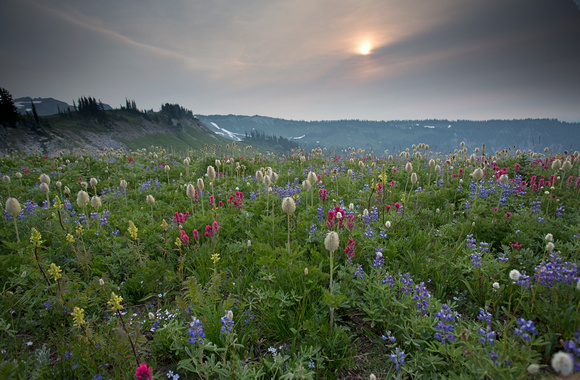 Wildflowers and the rising sun, Mt. Rainier National Park, Washington