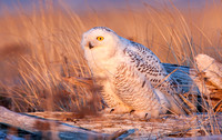 Snowy Owl biting grass blade, Washington coast