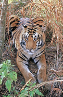 Tiger resting on stream bank, Kanha National Park, Madhya Pradesh, India