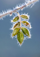 Frosty rose leaves, Packwood, Washington