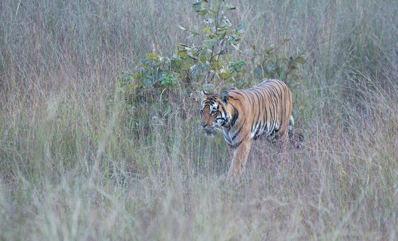 Female tiger moving in meadow, Kanha National Park, India