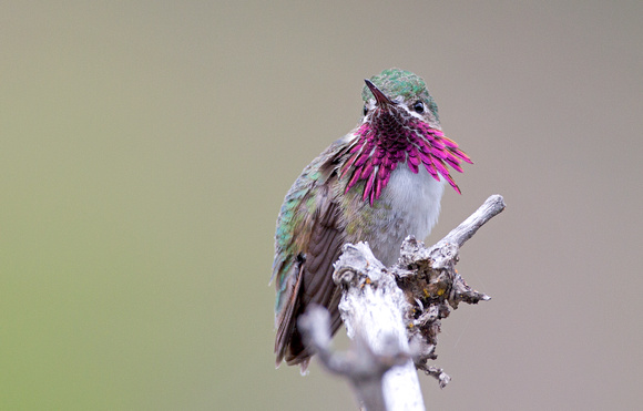Calliope Hummingbird, eastern Washington