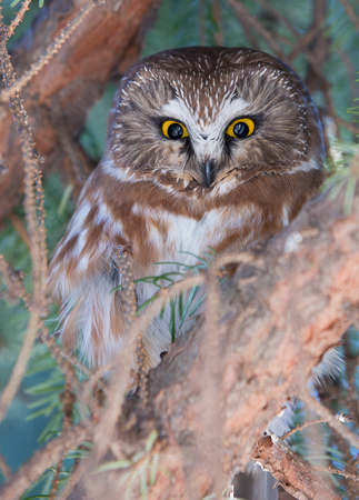 Northern Saw-whet Owl, northern Washington