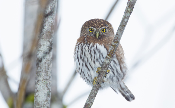 Northern Pygmy-Owl, western Washington