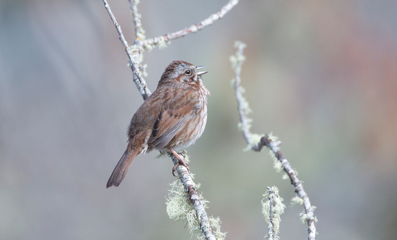 Song sparrow singing, western Washington