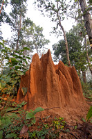 Termite mound in jungle, Kanha National Park, Madhya Pradesh, India