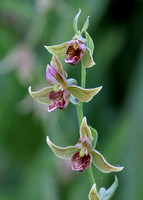 Stream Orchids (Epipactis gigantea), eastern Washington