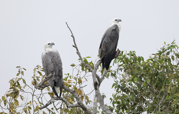 White-bellied Sea Eagles, Wilpattu National Park, Sri Lanka