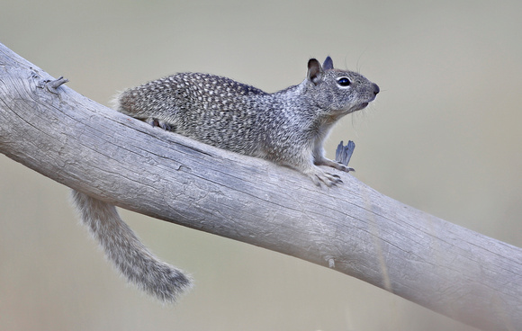 California ground squirrel (Otospermophilus beecheyi), eastern Washington