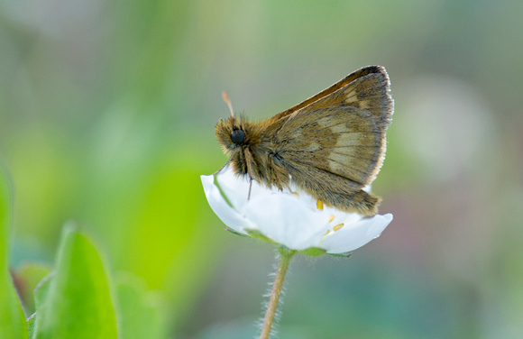 Mardon Skipper (Polites mardon), Gifford Pinchot National Forest, Washington