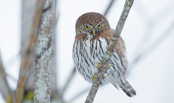 Northern Pygmy-Owl, western Washington