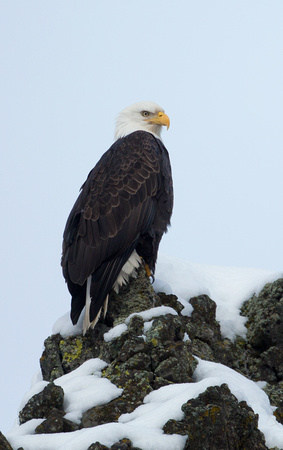 Bald Eagle perched on snowy pinnacle, eastern Washington