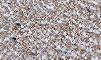 Large group of shorebirds, Washington coast