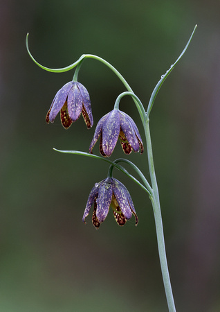 Mission Bells (2), (Fritillaria affinis), Gifford Pinchot National Forest, Washington