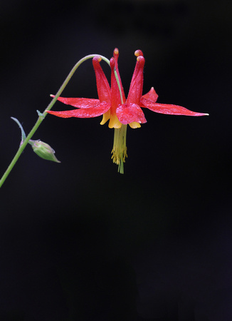 Western Columbine flower (Aquilegia formosa), Gifford Pinchot National Forest, Washington