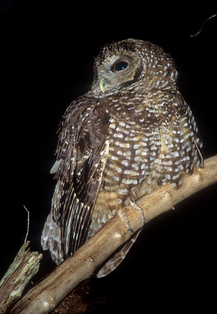 Northern Spotted Owl at night, Cascade mountains, Washington