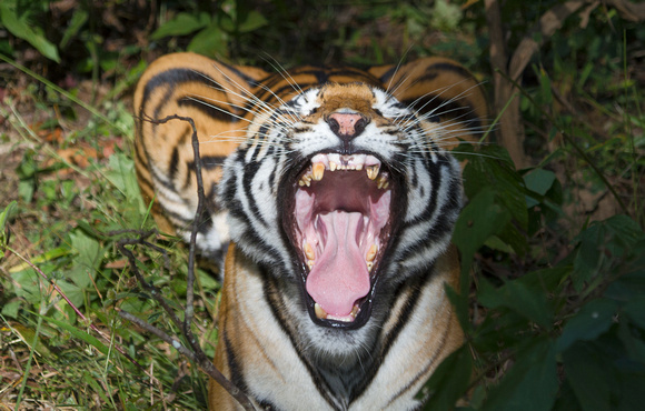 Female tiger yawning, Kanha National Park, India