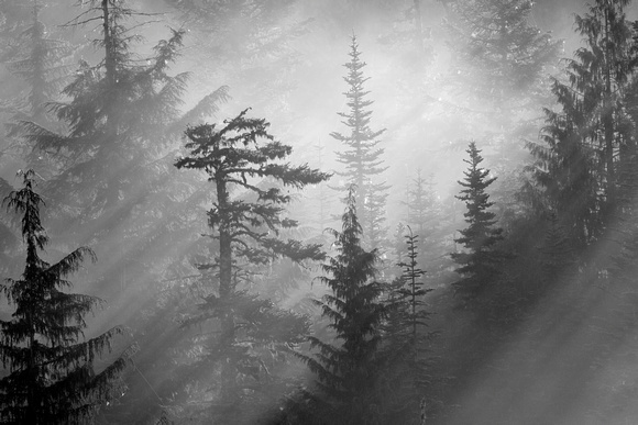 Clearing fog in forest, Mt. Rainier National Park, Washington