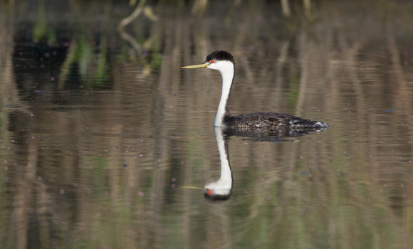 Western Grebe and reflection, Lind Coulee, Washington