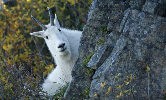 Mountain Goat peering from rock, Cascade mountains, Washington