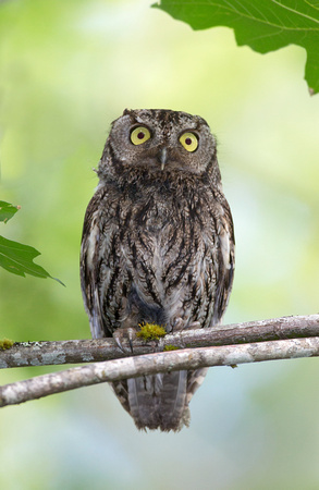 Western Screech-Owl, western Washington