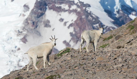 Mountain goats and Mt. Rainier, Mt. Rainier National Park, Washington